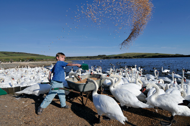 Feeding the Swans